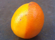 يافا: مواطن يعثر على ثمرة غريبة نصفها ليمون والآخر برتقال 